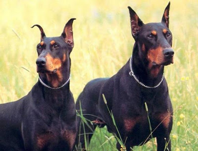 doberman wallpaper. Doberman Pinscher