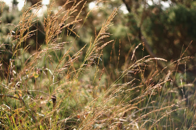 summer grasses