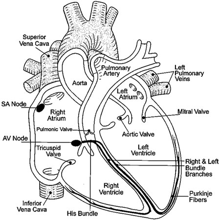 human heart diagram with labels. Heart Diagram And Labels.