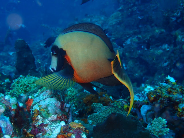 Acanthurus pyroferus