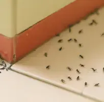 produit pour tuer les fourmis dans le jardin