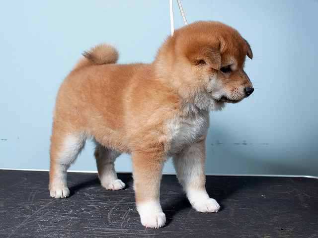 Conheça os cachorros japoneses da raça Shiba Inu