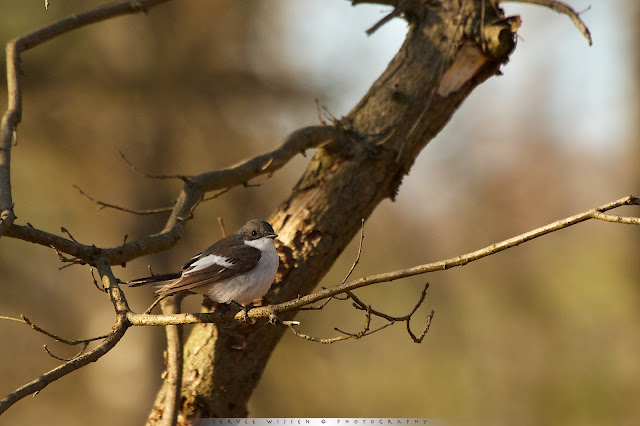 Bonte Vliegenvanger - Pied Flycatcher - Ficedula hypoleuca