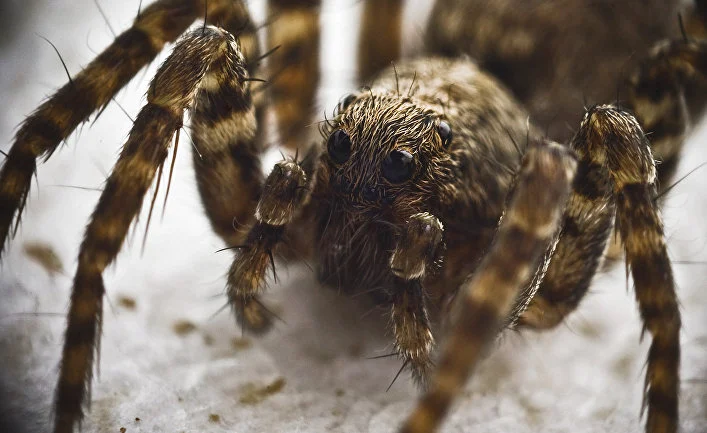 Spiders with names of characters of fantasy literature