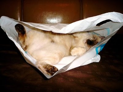 Don't let the cat out of the bag! Seen On www.coolpicturegallery.net