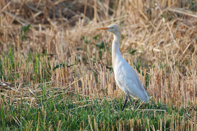 Cattle Egret गाय बगुला, सुर्खिया बगुला (Bubulcus ibis)