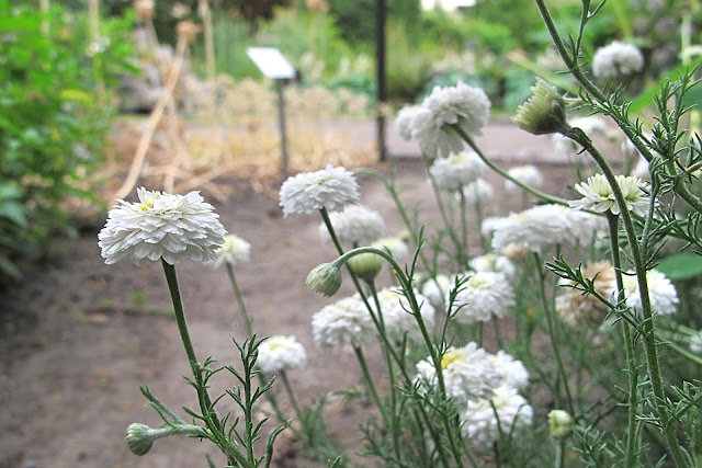 Antwerpen: de kruidtuin