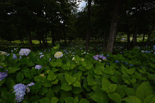 荻窪公園の紫陽花2014_2