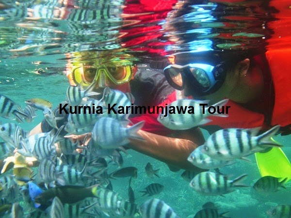 Snorkeling saat open trip dikarimunjawa