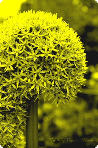 duotone