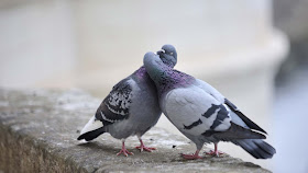 lovebirds-HD-Wallpapers