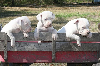 Antebellum Bulldog Puppies