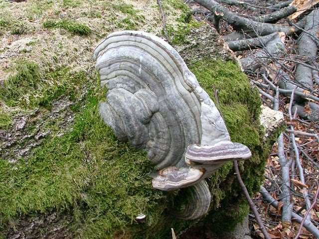 Fomes fomentarius