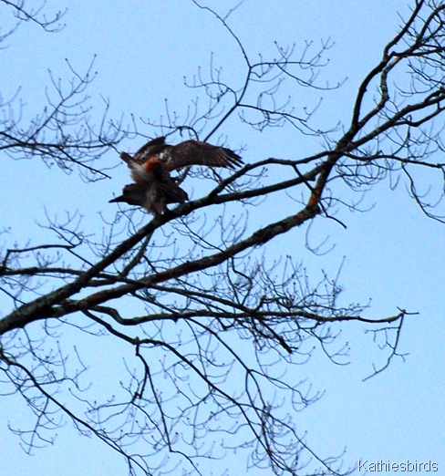 3. hawks_kab
