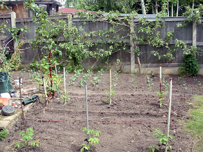 Staked tomato seedlings in a garden with espalier fruit trees behind