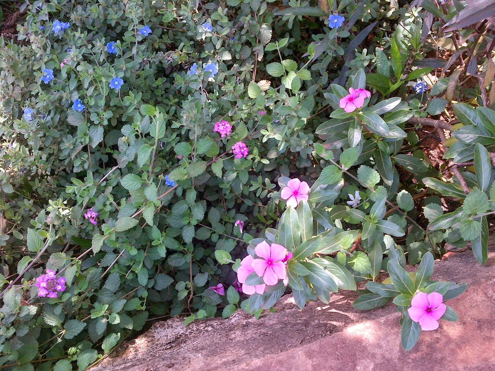 TAG26