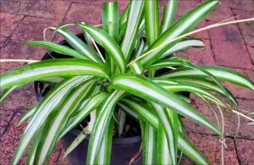 Spider Plant