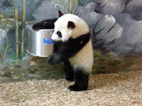 Funny animals of the week - 7 February 2014 (40 pics), baby panda picture