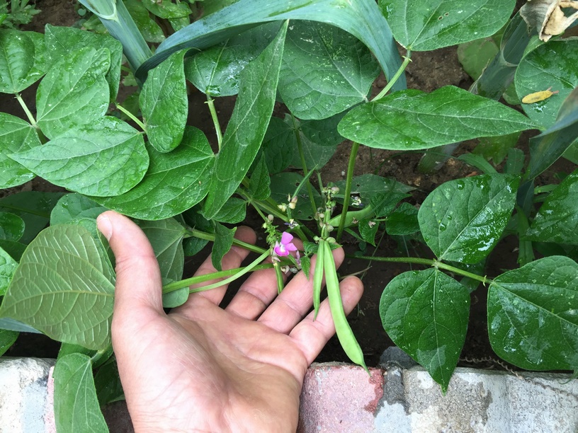 Dragon Tongue Bean is a beautiful, versatile, and hardy plant to enjoy looking at and eating!