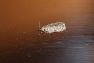 Platte Motflinter - Groot Platlijfje - Depressaria radiella
