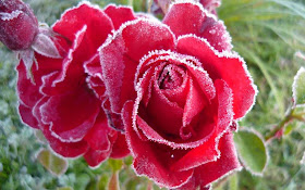 rose-frost-the-hd-picture
