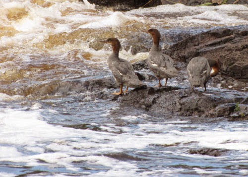 female common mergansers