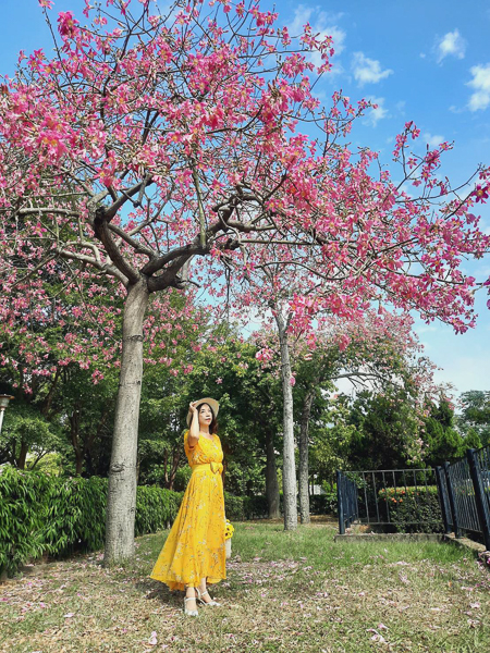 台中南區健康公園白花美人樹，白色和桃紅色美人花爭奇鬥艷