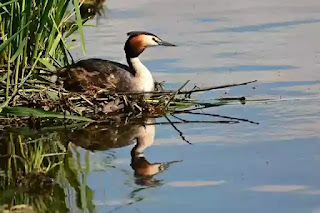 Great crested grebe bird