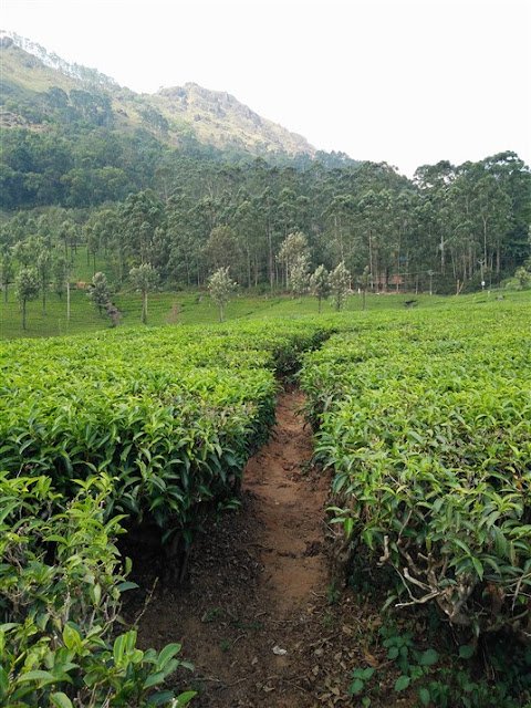 munnar kerala tea gardens