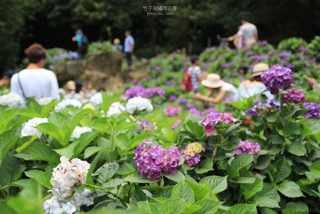 2017 繡球花季-9