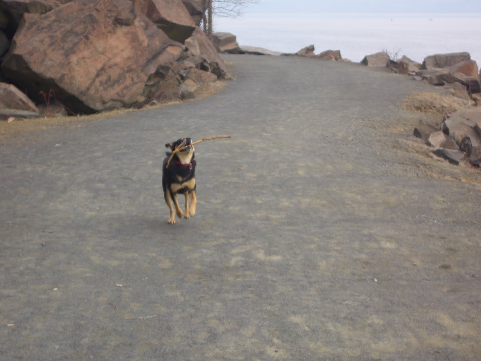Dog Day Afternoon