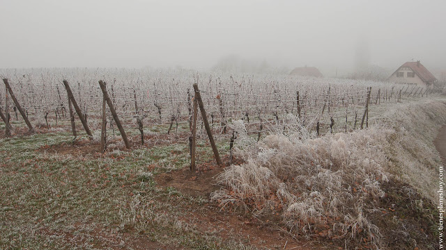 Mittelbergheim viñedos Alsacia Navidad