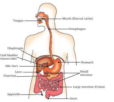 Human Alimentary Canal