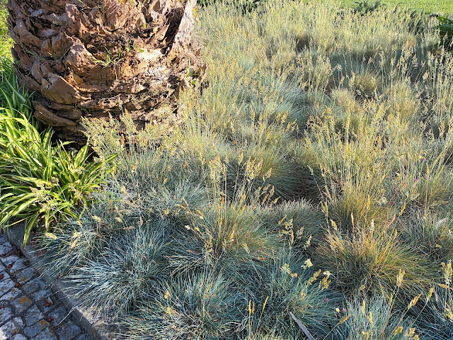 Festuca Azul o Castañuela Azul (Festuca glauca Vill.).