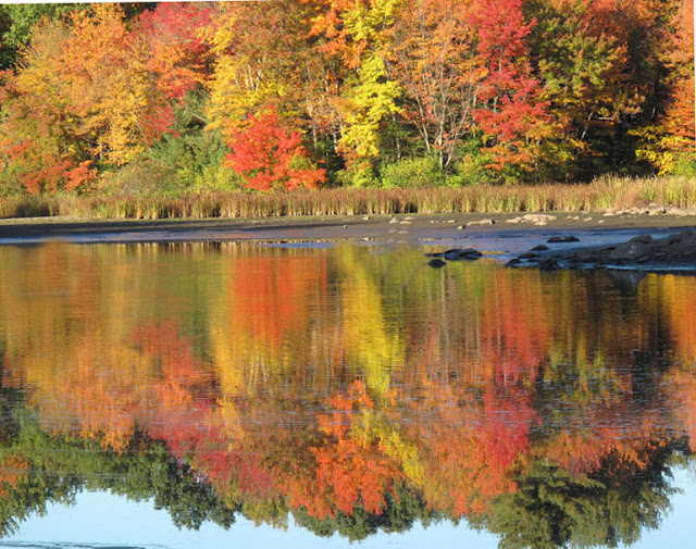 Autumn Trees4