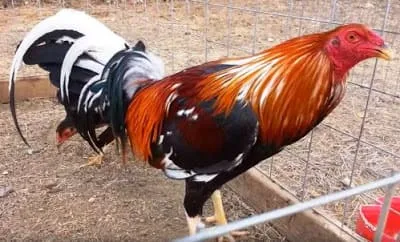 gallo sweater bucher