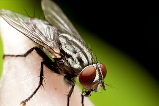 Fly Macro photography hd