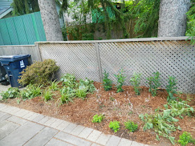 Oakwood Village Toronto backyard garden makeover after Paul Jung Gardening Services