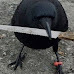 20 police, a crime scene - and a crow seen stealing the knife