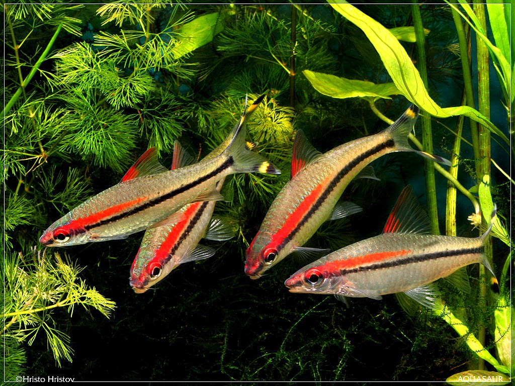 jenis ikan di aquascape jual khusus ikan aquascape artikel jenis ikan di aquascape