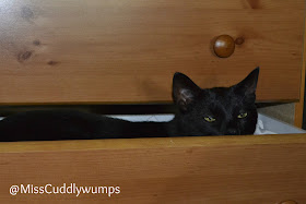 Jack peeking out of a dresser drawer