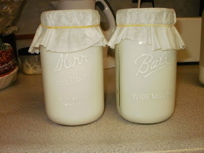 Dairy Kefir