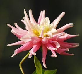 Lyserød dahlia 