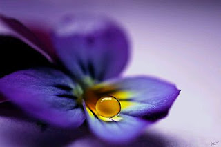 Flores, Fotos de Violetas, parte 2