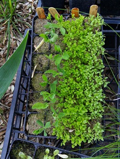 seed plug plant