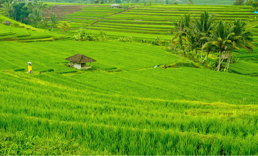 Gambar Pemandangan Sawah yang Indah - Gambar Kata Kata