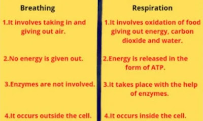 Difference between breathing and respiration