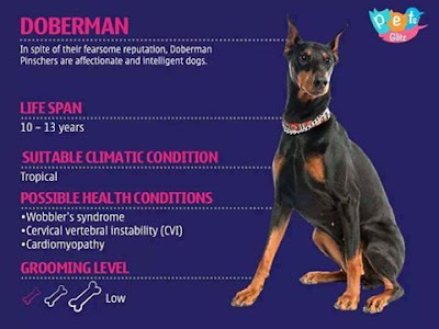 Info About Dogs for Dog Lovers