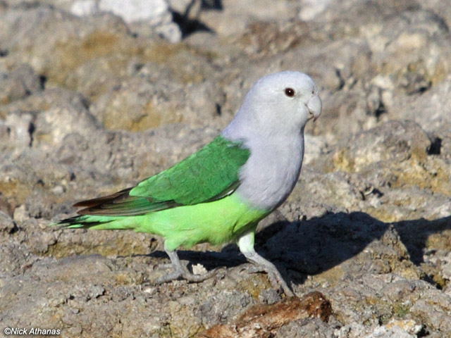 Gambar Burung Lovebird