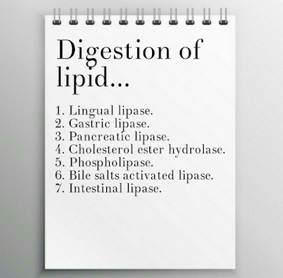 Lipid, Digestion of lipid, Aas, Meranazarya, Physiology